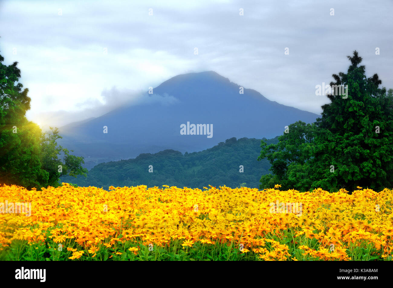 Le pavot jaune sur fond de Mont Daisen, au Japon. Hanakairo Tottori flower park. Août 2017 Banque D'Images