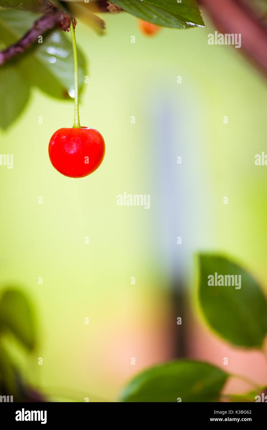 Une seule cerise sur un arbre isolé du reste. Banque D'Images