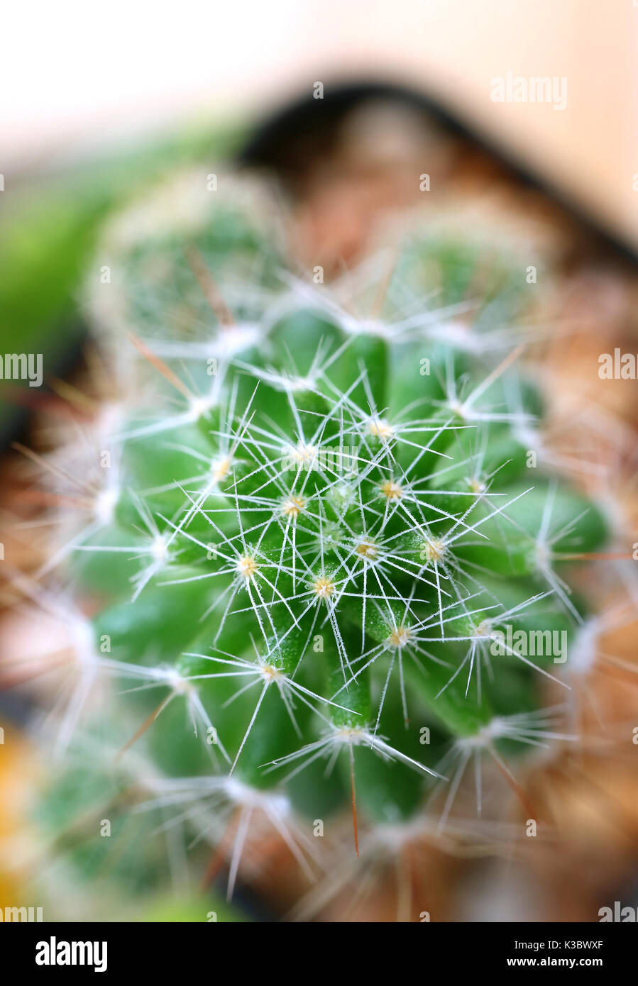 Vue de dessus du mini cactus, macro shot de la plante Texture avec Selective Focus Banque D'Images