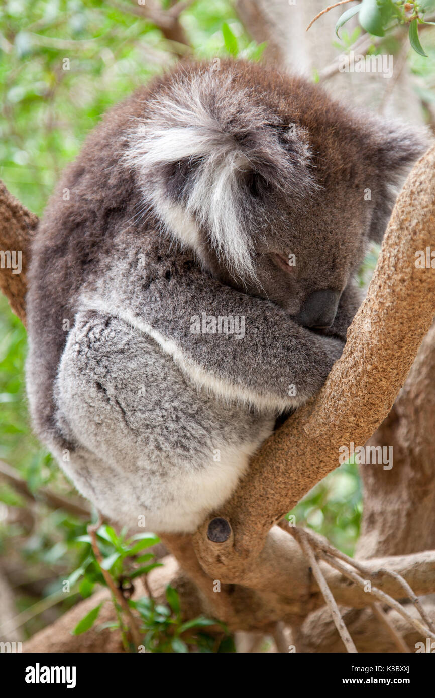 Un koala assis dans un arbre Banque D'Images