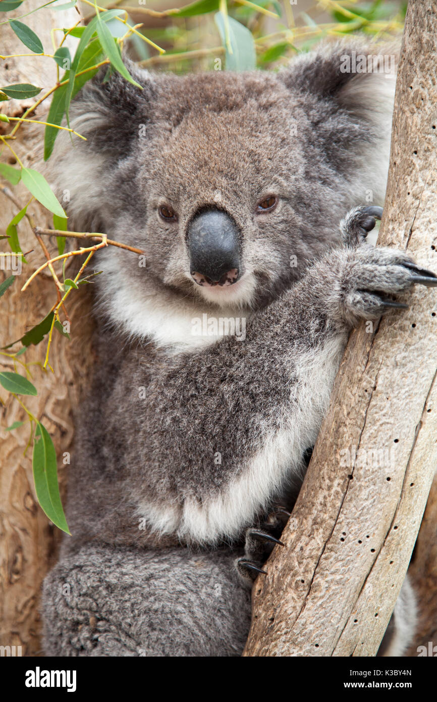 Un koala assis dans un arbre Banque D'Images