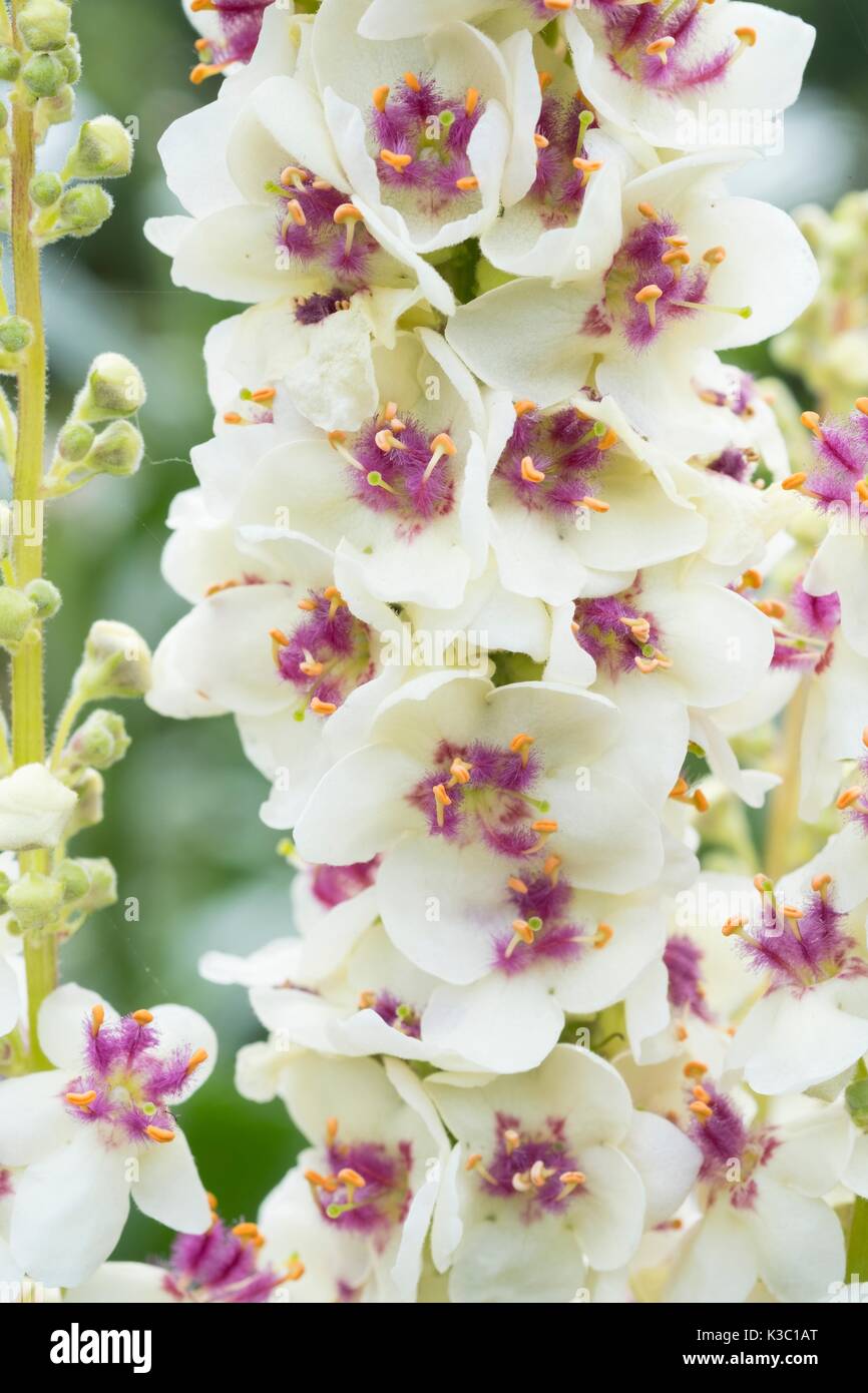 Verbascum chaixii 'Album', à feuilles d'ortie blanche, fleurs de Molène Banque D'Images