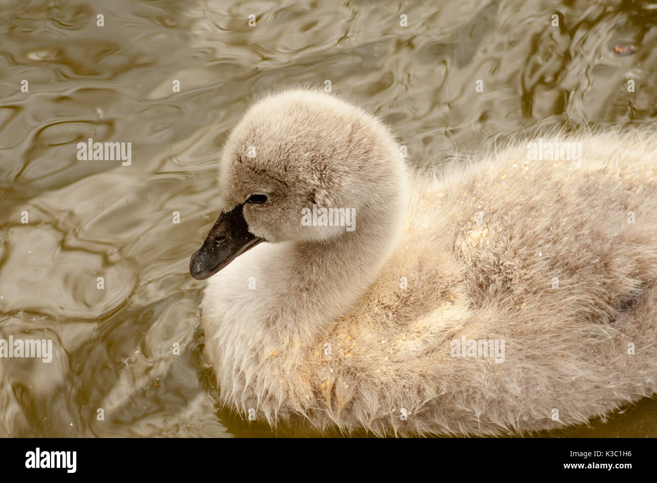 Jeune black swan natation close up Banque D'Images