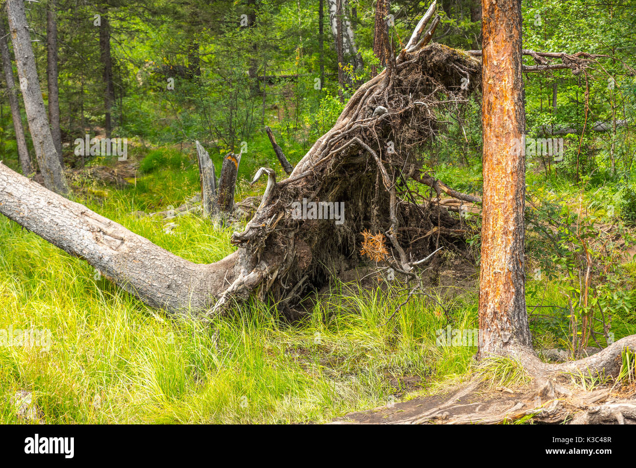 Un arbre tombé dans la les marais, un endroit intéressant Banque D'Images