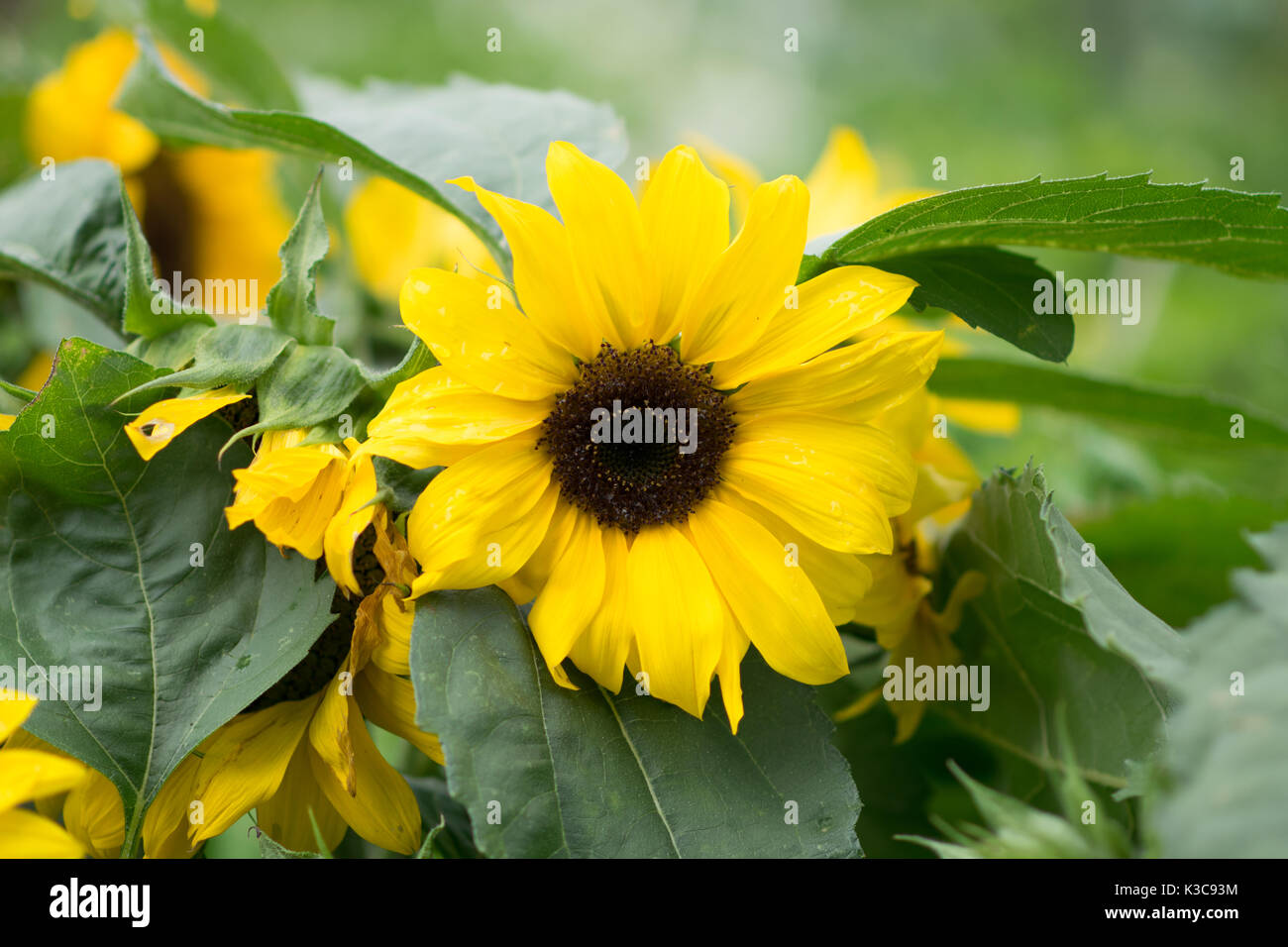 En fleur de tournesol Banque D'Images