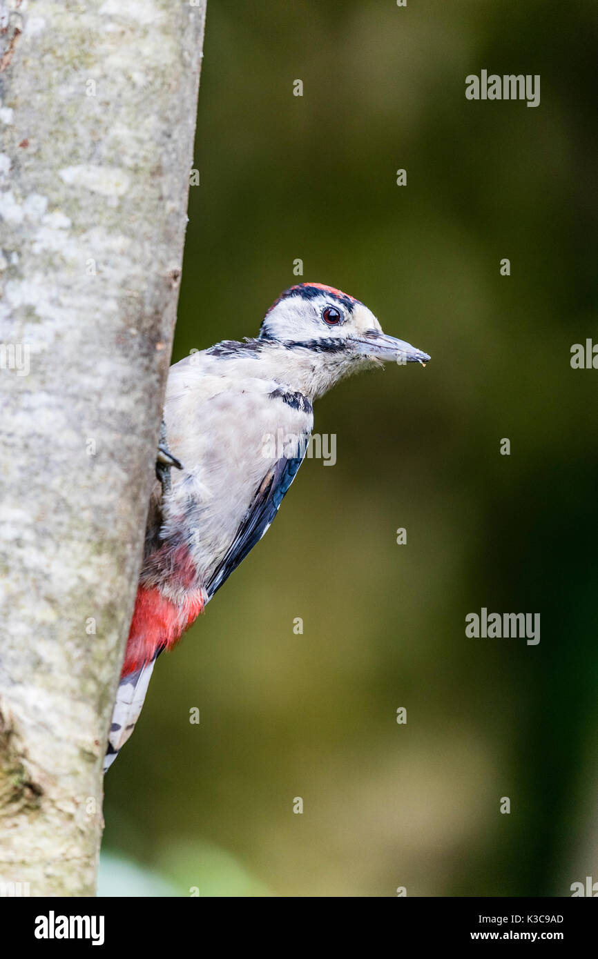 La grand Pic à taches de nourriture à la fin de l'été Banque D'Images
