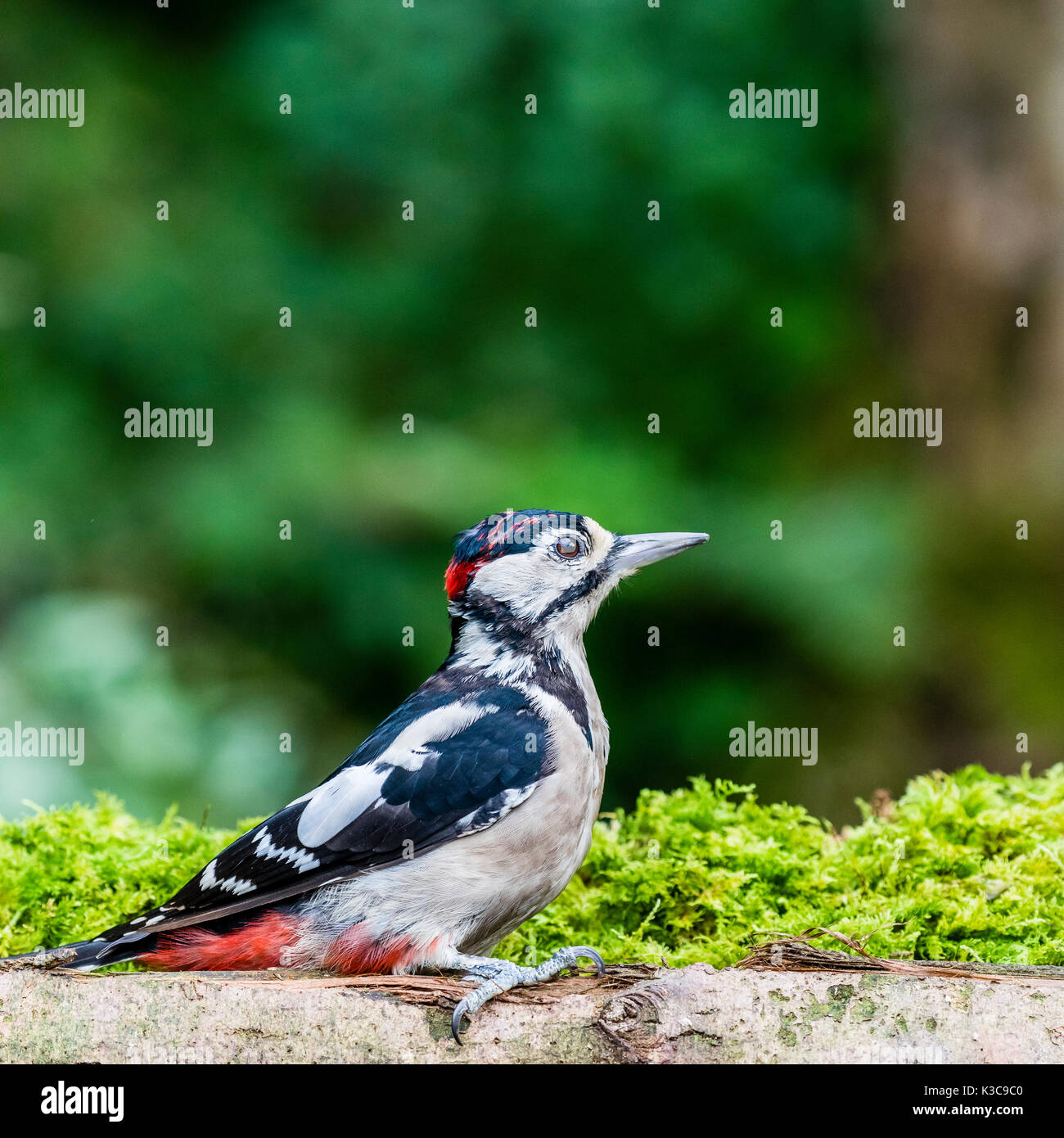 La grand Pic à taches de nourriture à la fin de l'été Banque D'Images