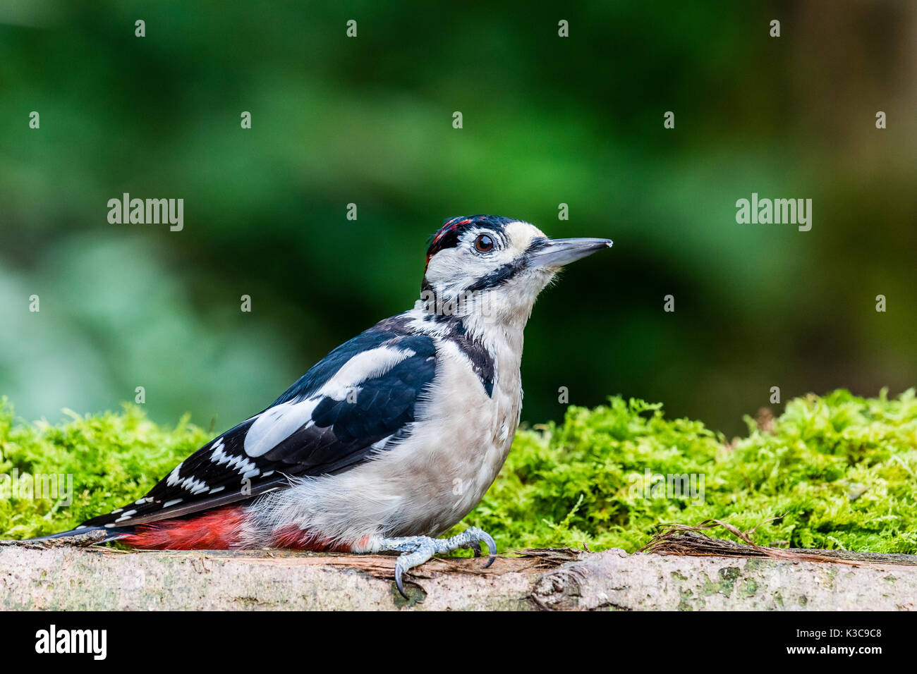 La grand Pic à taches de nourriture à la fin de l'été Banque D'Images