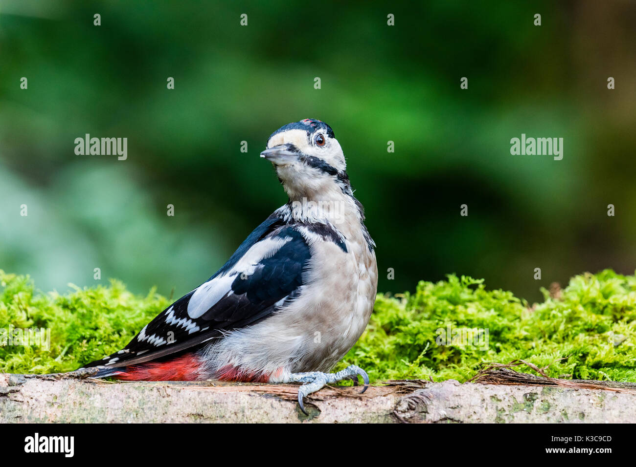 La grand Pic à taches de nourriture à la fin de l'été Banque D'Images