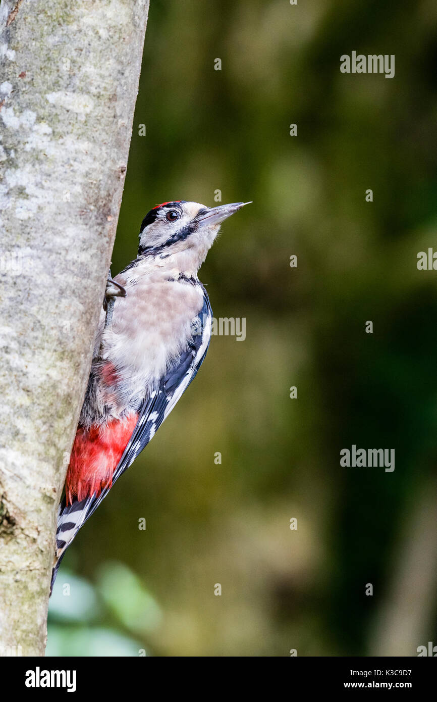 La grand Pic à taches de nourriture à la fin de l'été Banque D'Images