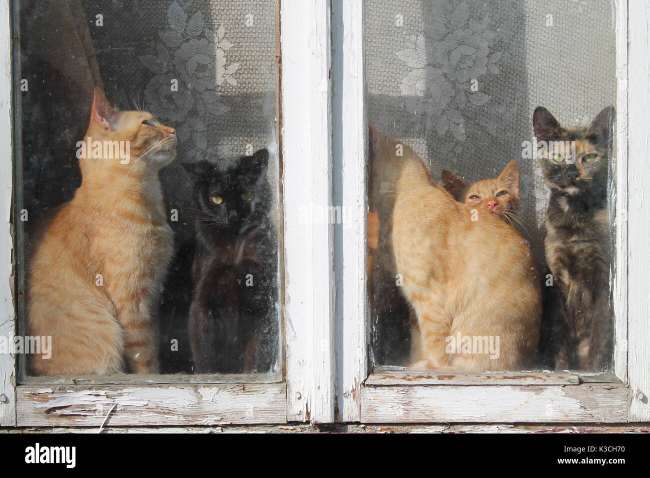 Belle grande famille de chats de différentes couleurs, types et d'âges s'asseoir sur la fenêtre se réchauffe sous le soleil d'été Banque D'Images
