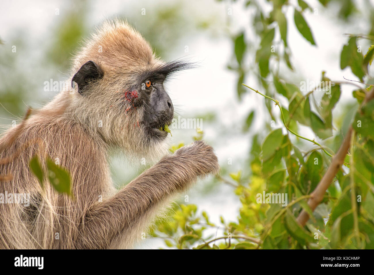 Langur Hanuman - animaux singe Semnopithèque, Sri Lanka Banque D'Images