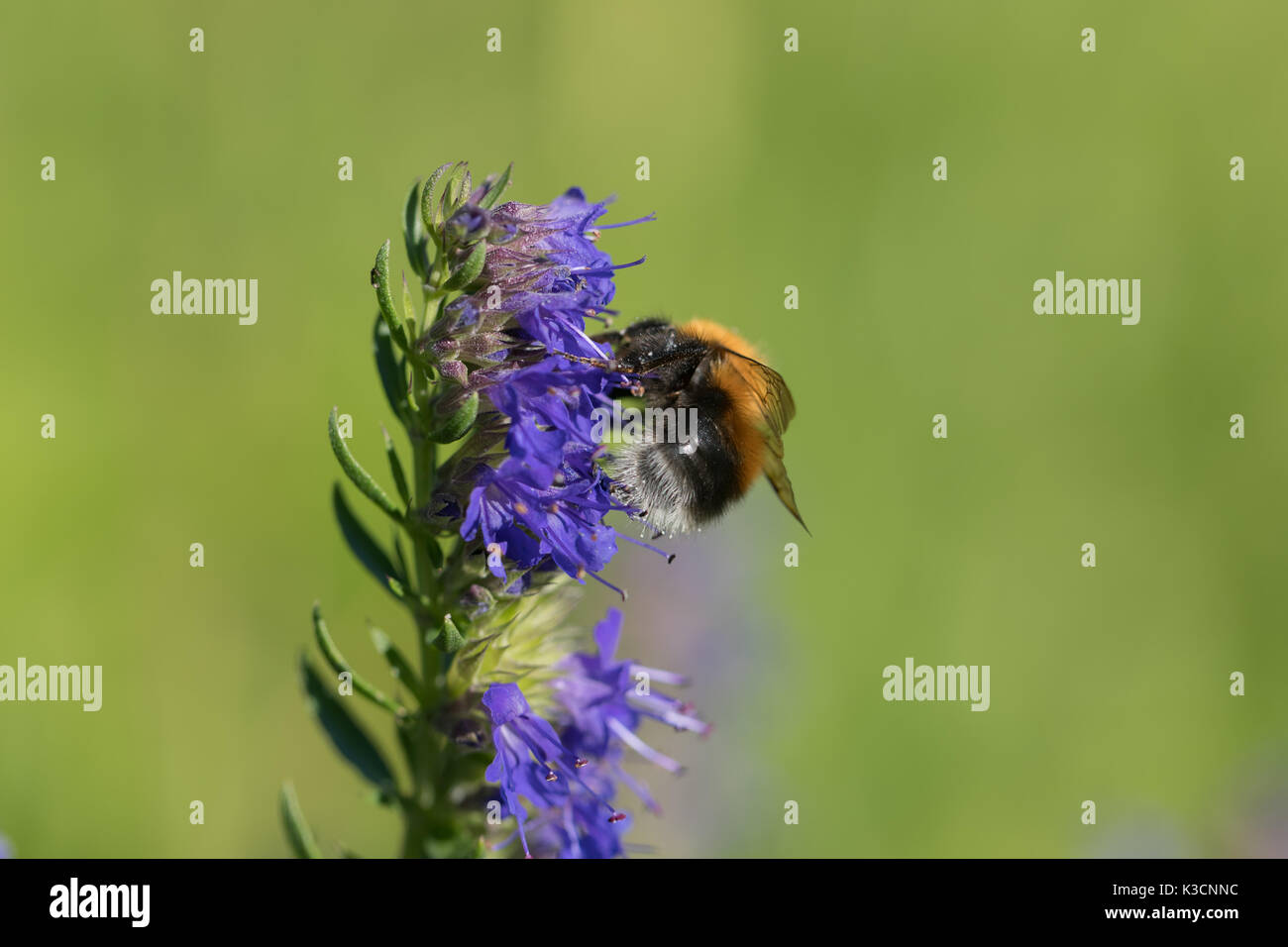 Bourdon sur une fleur bleue. Banque D'Images