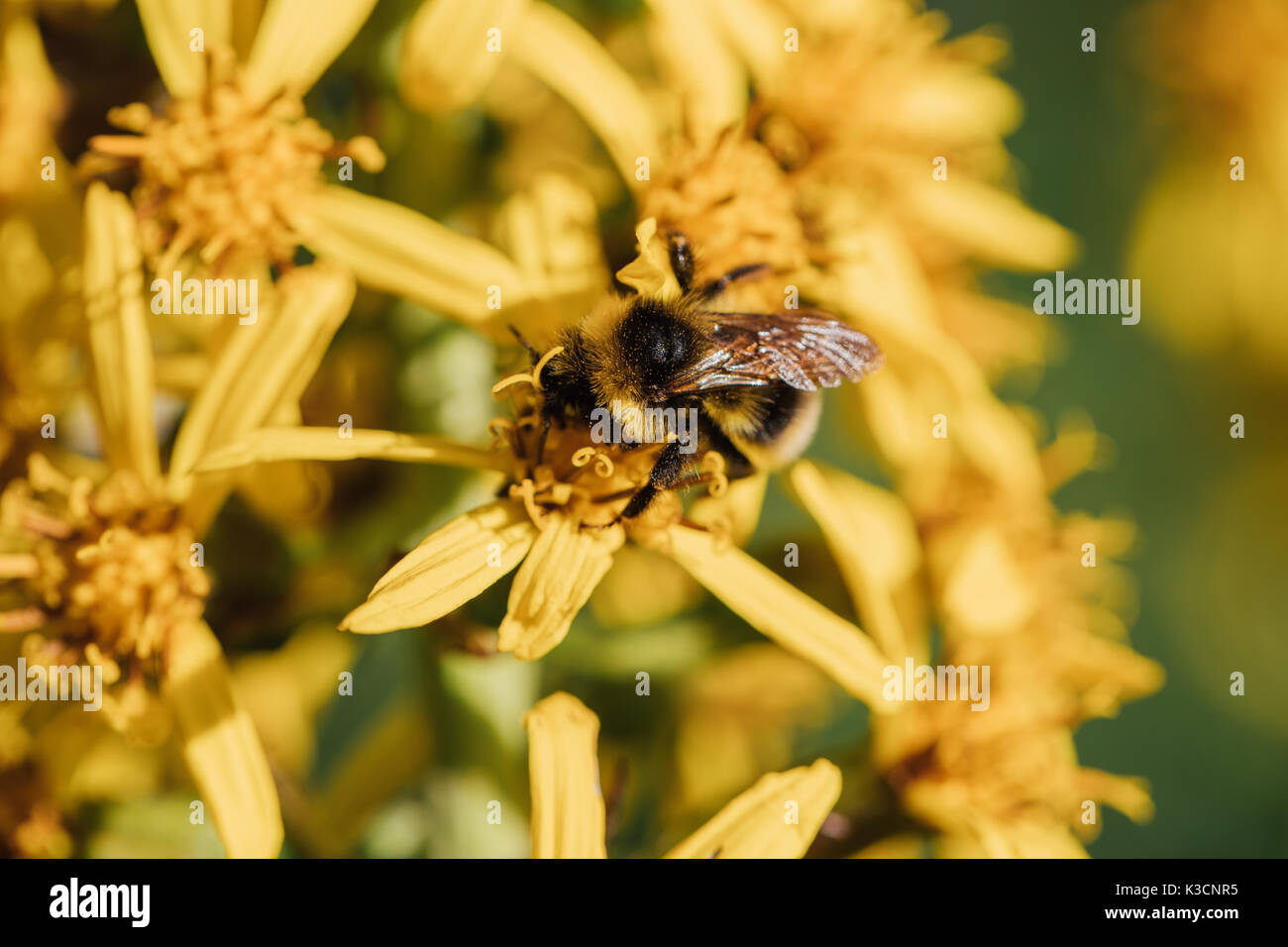 Bourdon sur une fleur jaune. Banque D'Images