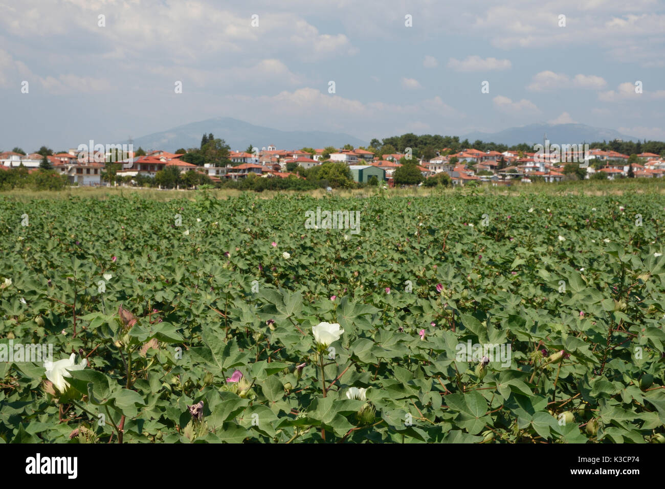 Champ de coton à fleurs avec le village (Nea Pella) et montagnes en arrière-plan, photo du nord de la Grèce. Banque D'Images