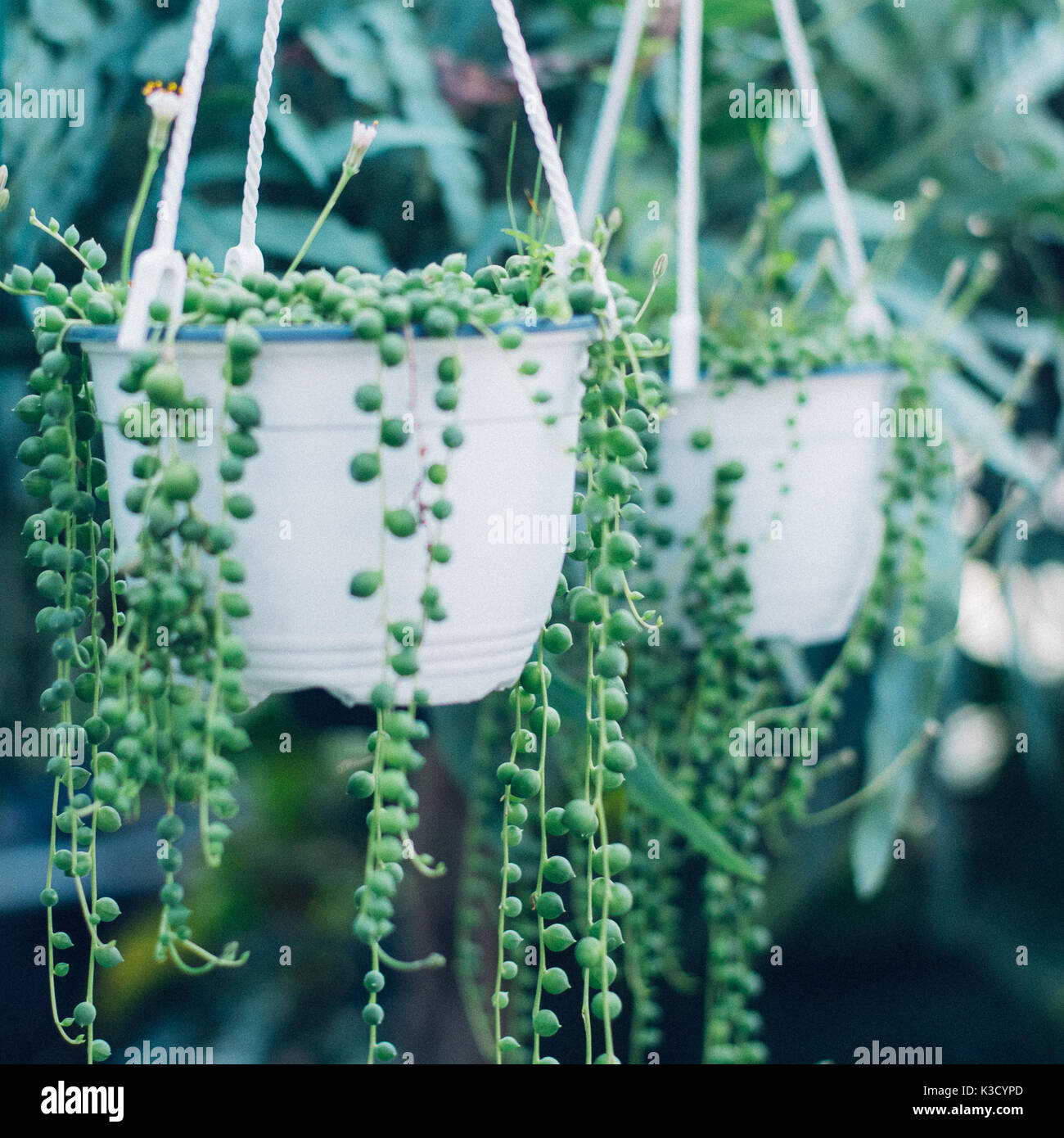 String of pearls plante succulente accroché dans une serre, symbolisant le calme et la sérénité Banque D'Images