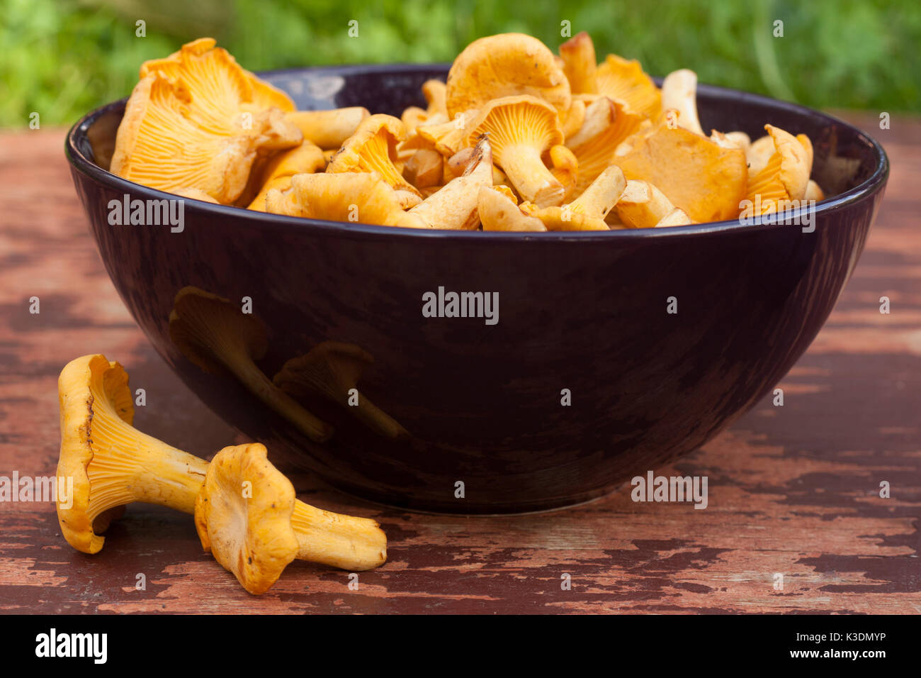 Les champignons Les champignons chanterelle chanterelle. deux sur la vieille table en bois peint près de bol avec tas de chanterelle outdoor. focus sélectif. Banque D'Images