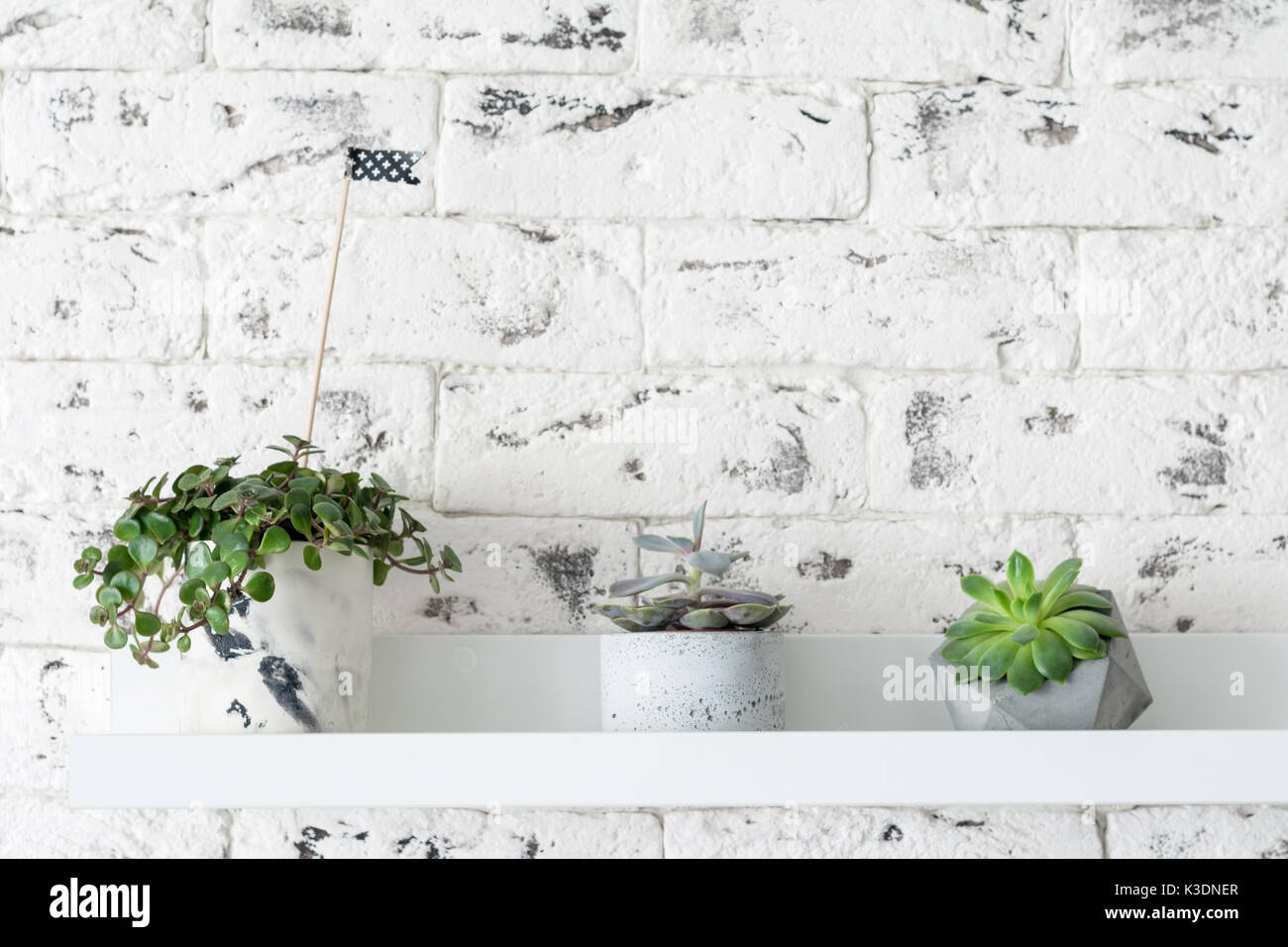 Intérieur scandinave loft moderne. Les plantes succulentes sur over white brick wall background. horizontale avec copie espace pour le texte Banque D'Images