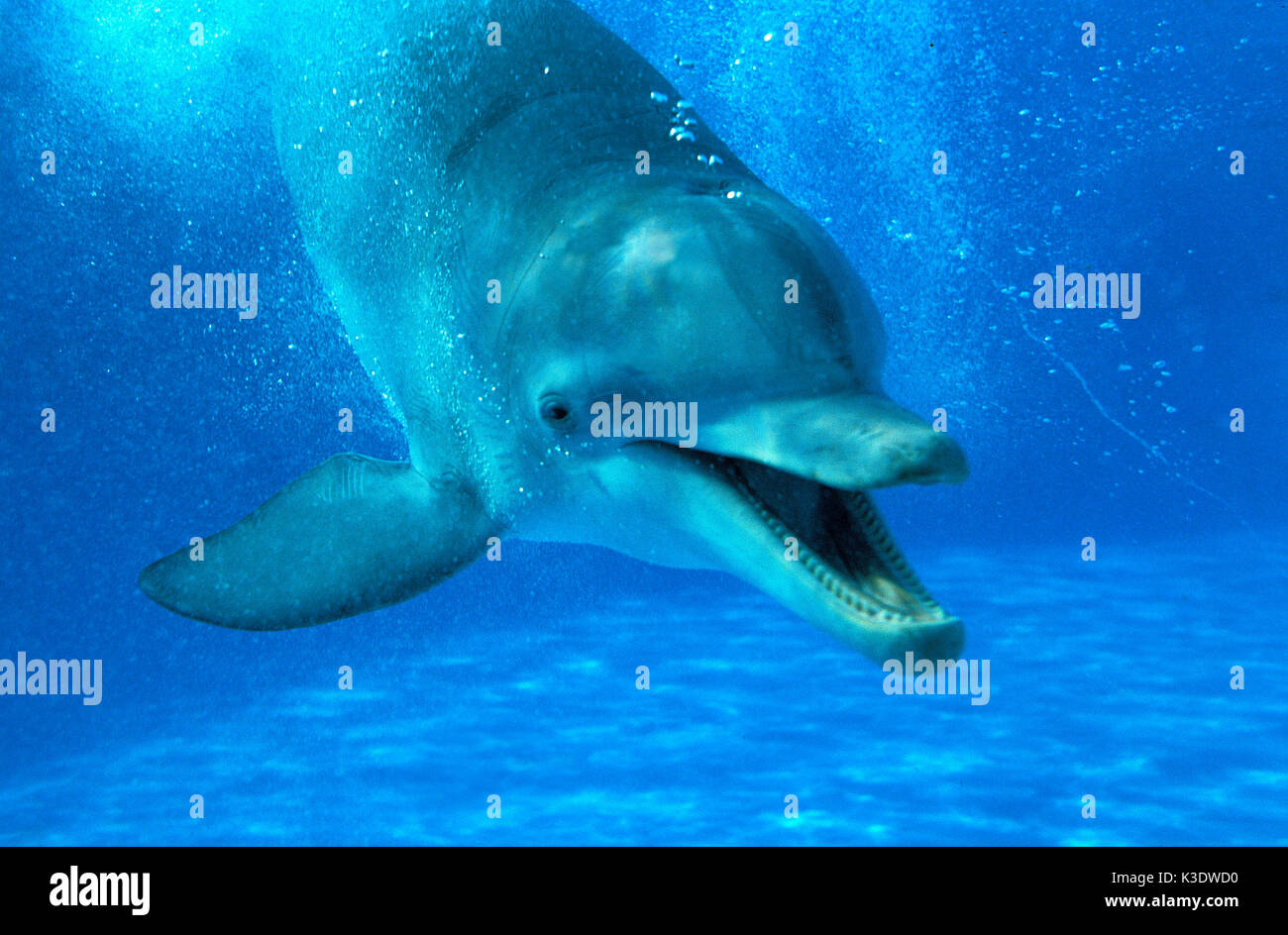 Grand gobelet, Tursiops truncatus, Banque D'Images