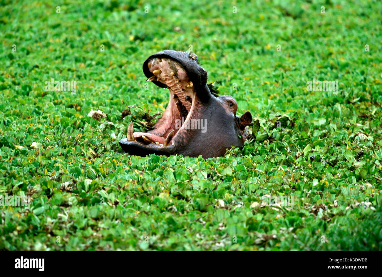 L'hippopotame, Hippopotamus amphibius, bailler, bouche, parc de Masai Mara, Kenya, Banque D'Images