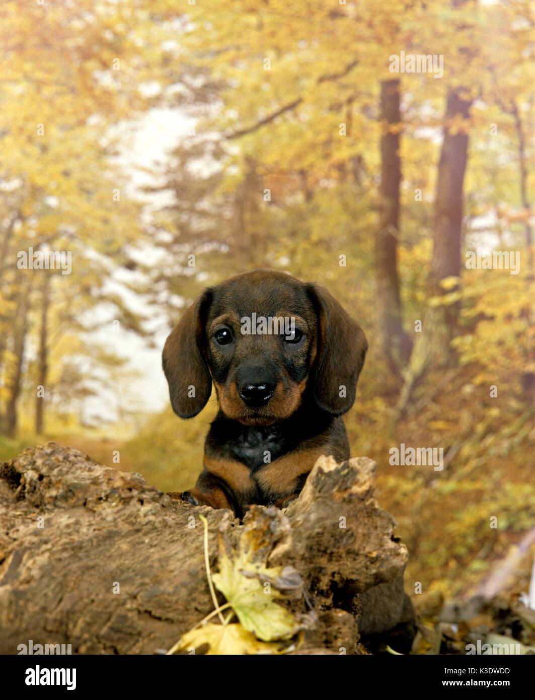 Teckel, contact oculaire, Canidae, jeune, Banque D'Images