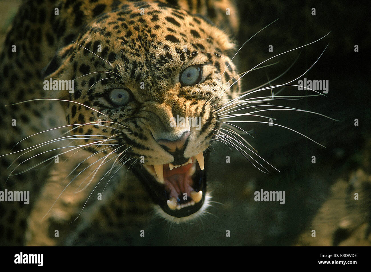 Léopard, Panthera pardus, les dents à nu, Banque D'Images
