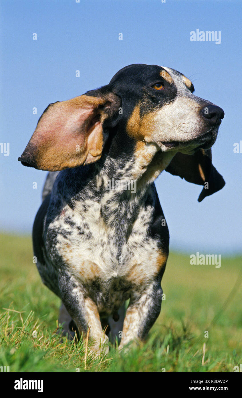 Basset Bleu de Gascogne, herbe, portrait, Banque D'Images