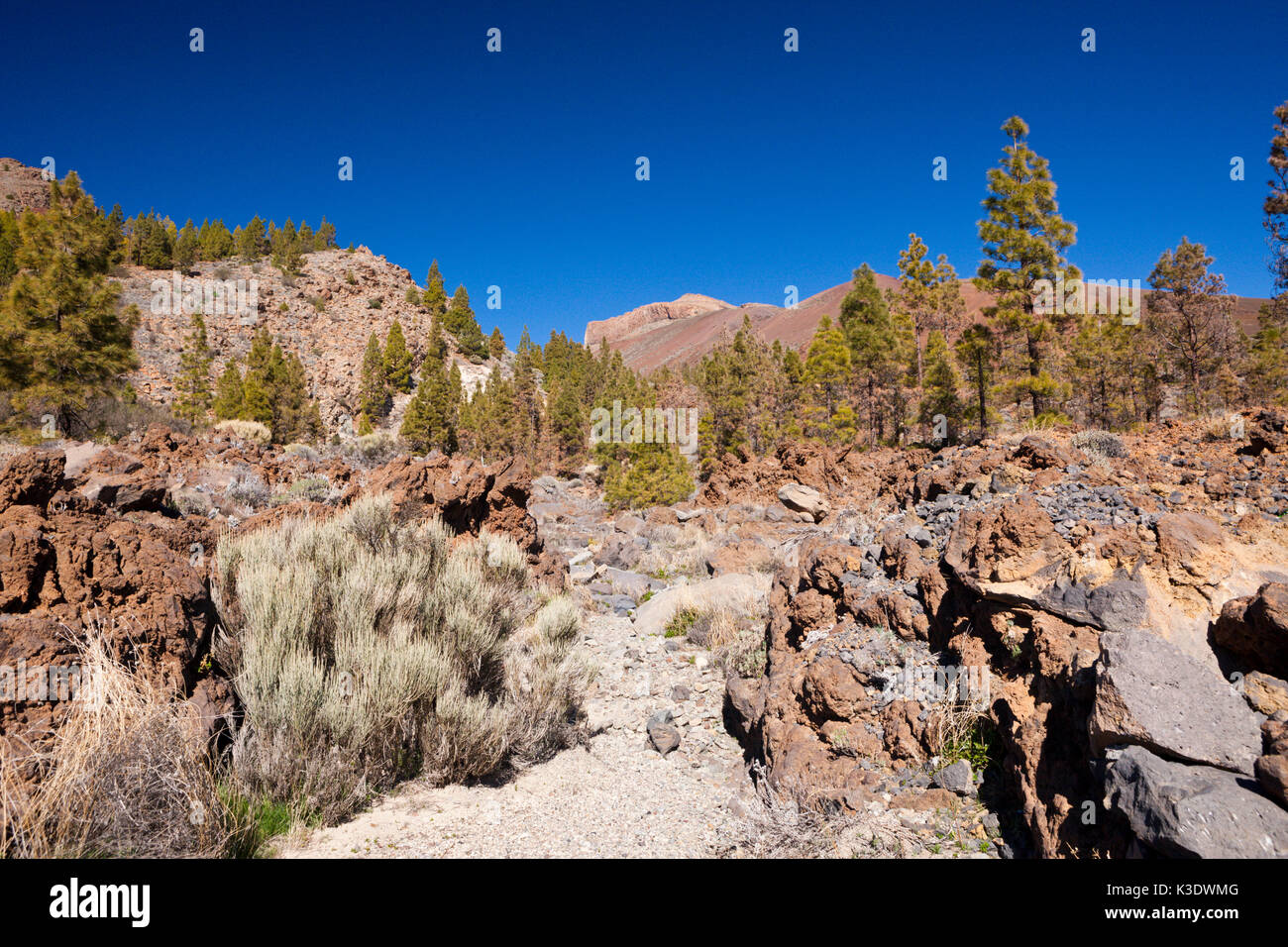 Sentier menant au paysage lunaire blanc à Vilaflor, Tenerife, Canaries, Espagne, Banque D'Images