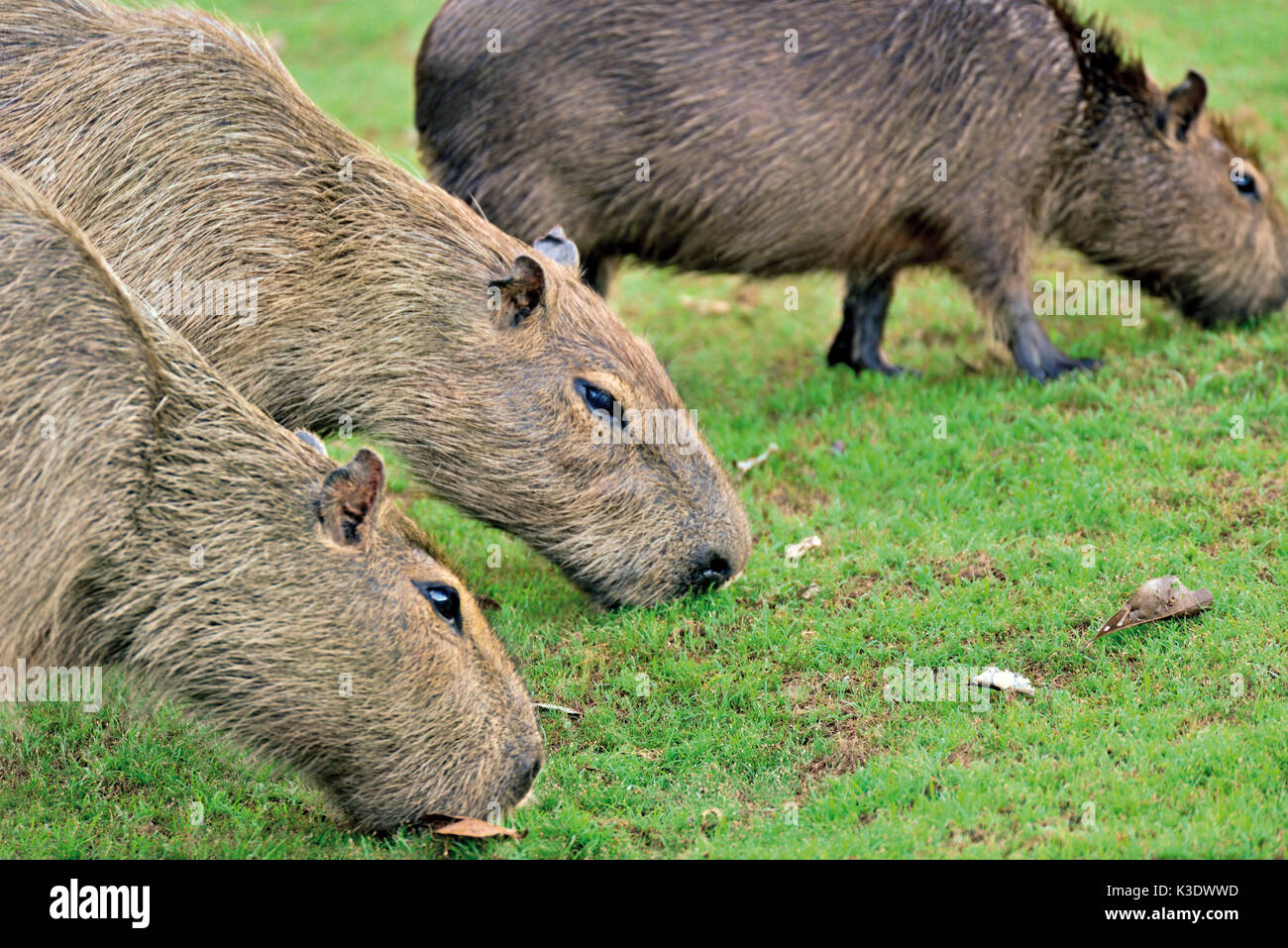 Brésil, Pantanal, trois cochons, Hydrochoerus hydrochaeris, manger, faire paître, Banque D'Images