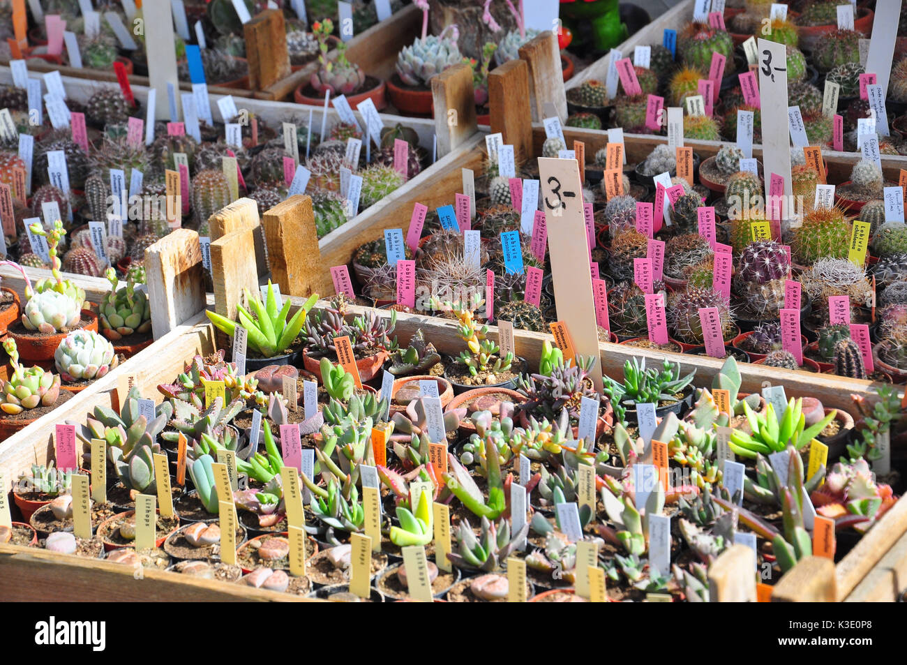 Cactus, cactus, reproduction Banque D'Images