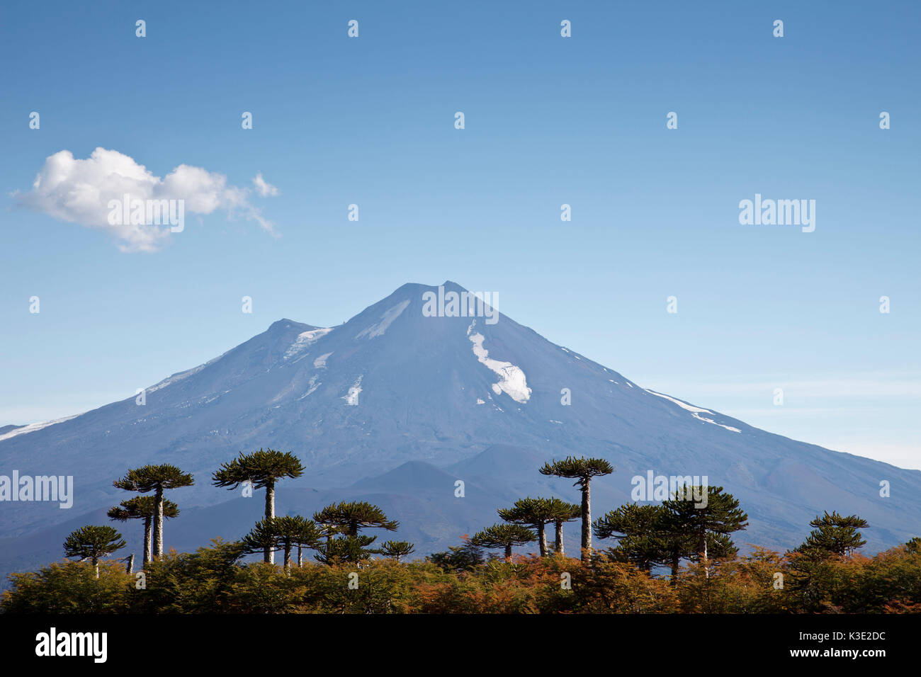 Conguillio National Park Banque De Photographies Et D images Haute 