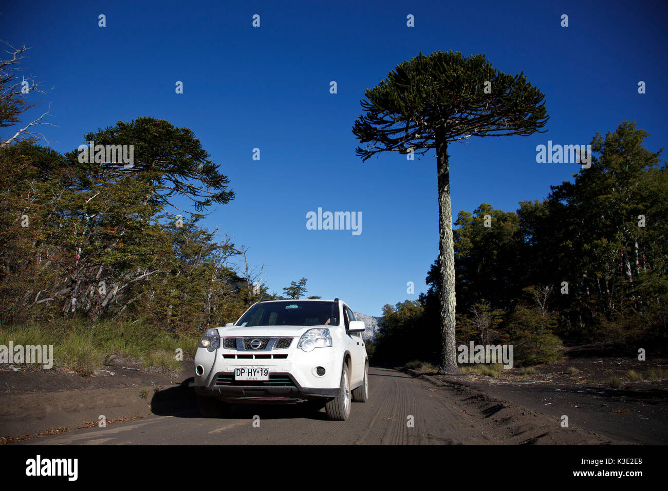 Le Chili, Araucania, parc national Conguillio, Araukarie, voiture, Banque D'Images