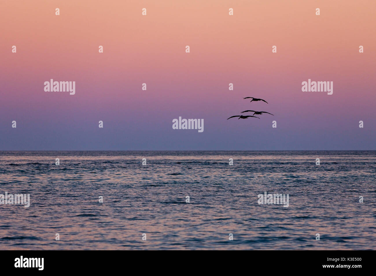 La chasse des pélicans au coucher du soleil, Pelicanus occidentalis, Cabo San Lucas, Baja California Sur, Mexique Banque D'Images