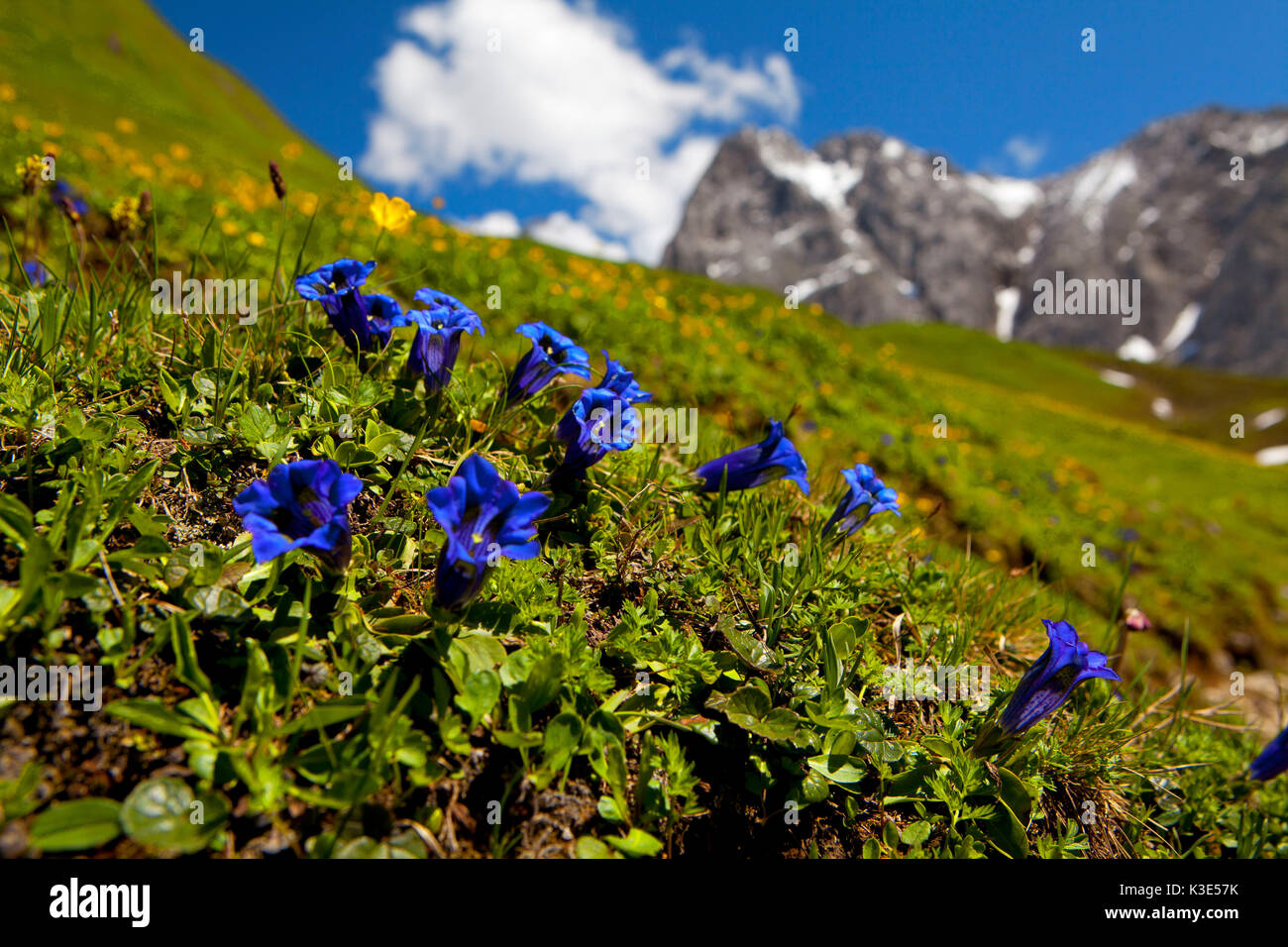 Autriche, Tyrol, Alpes de Lechtal, de gentiane, Gentiana acaulis Banque D'Images