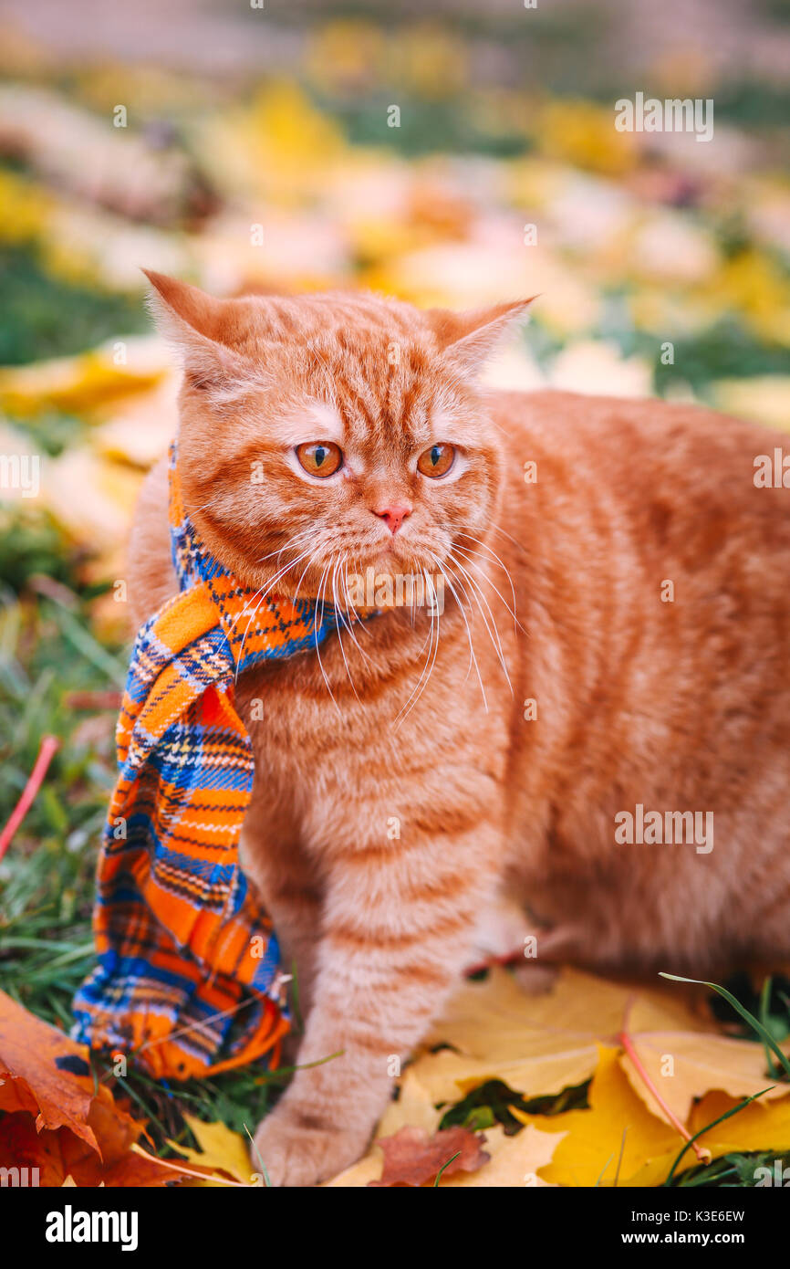 British shorthair chat rouge en automne. Chat rouge avec des feuilles colorées Banque D'Images