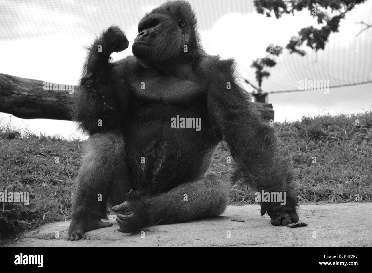 gorille Banque D'Images