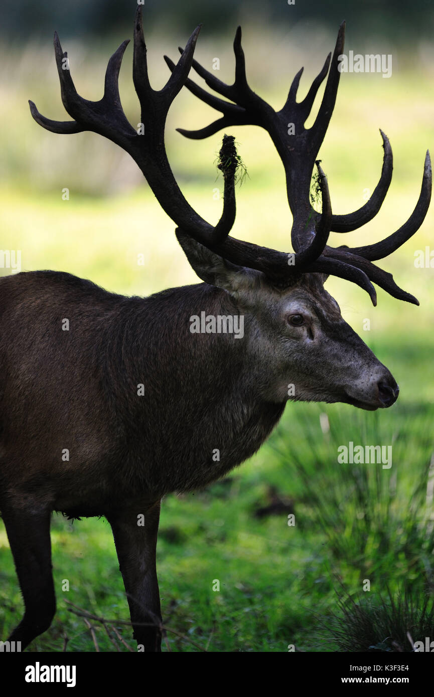 Red Deer, cerfs rouges à la saison du rut Banque D'Images