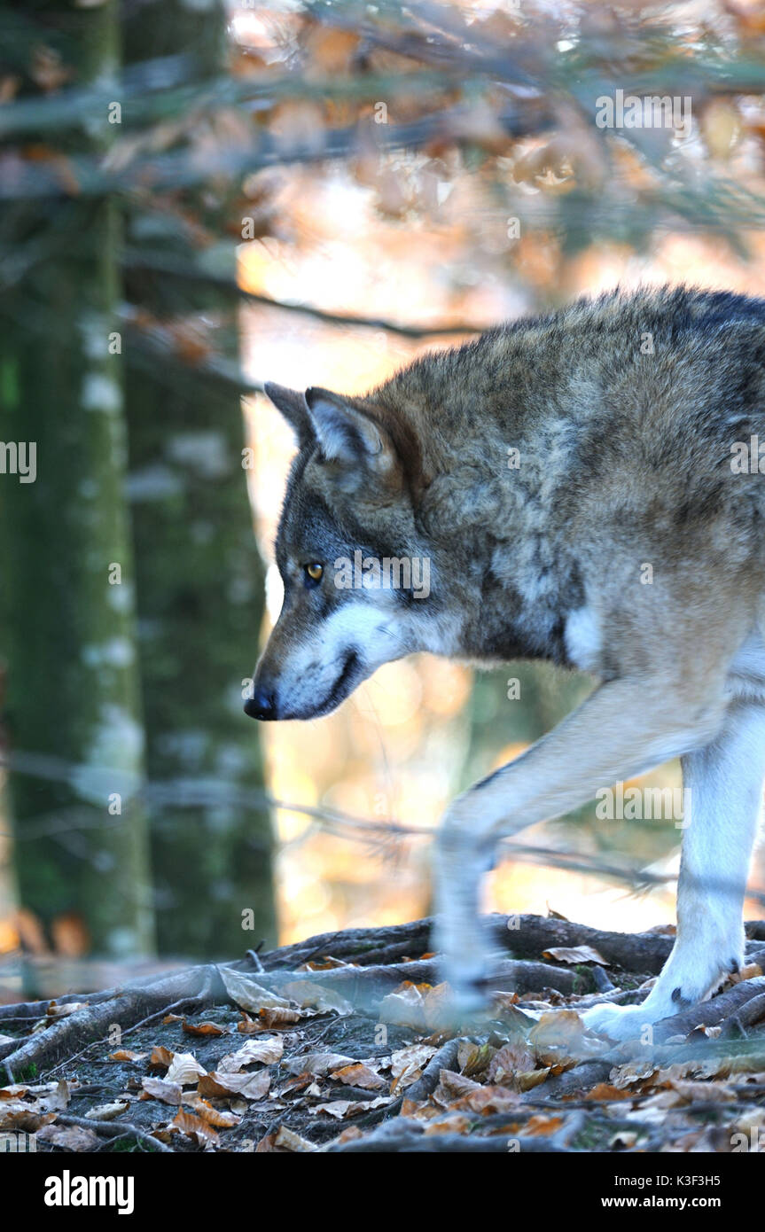 Loup européen sur l'deerstalking Banque D'Images