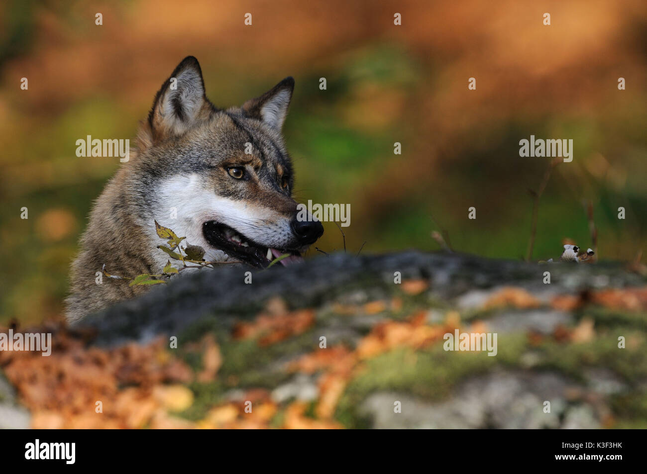Loup européen sur l'deerstalking Banque D'Images