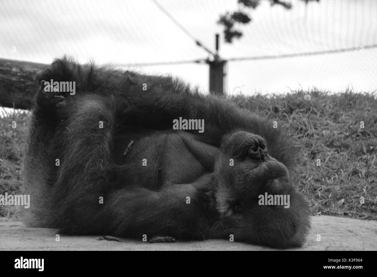 gorille Banque D'Images