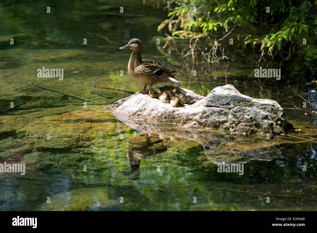 La mère de canard avec les jeunes animaux sur une pierre Banque D'Images