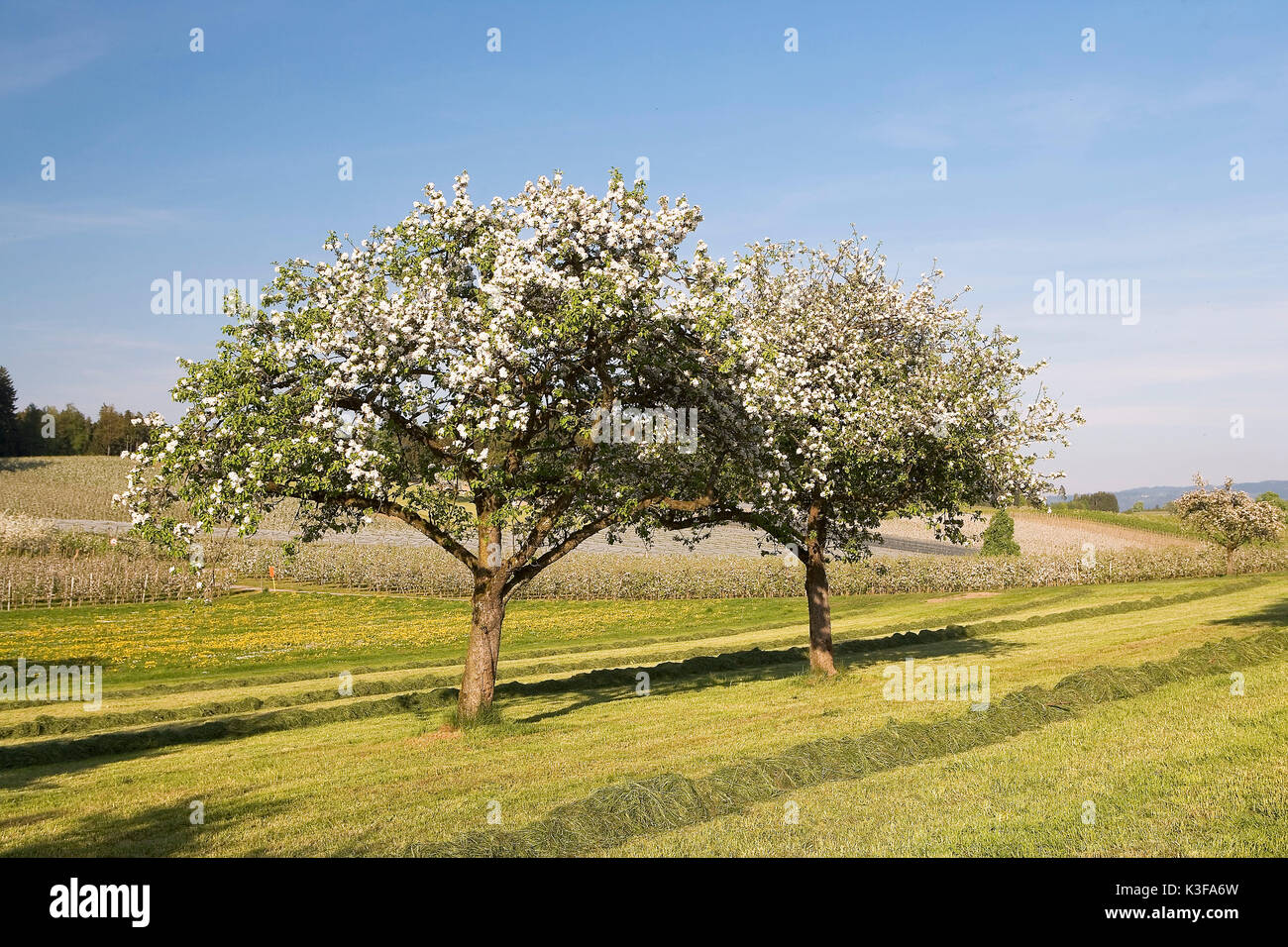 Blossoming apple-arbres au lac de Constance Banque D'Images