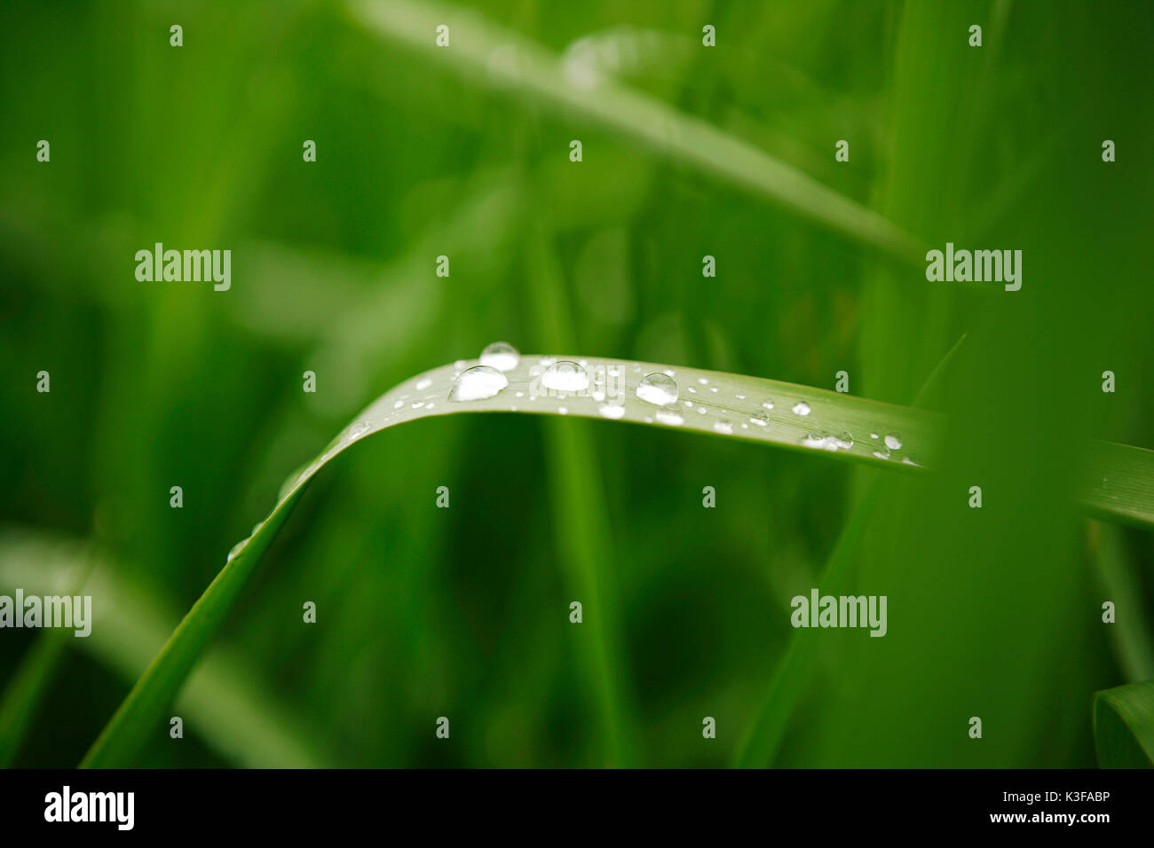 Brin d'herbe Banque de photographies et d’images à haute résolution - Alamy
