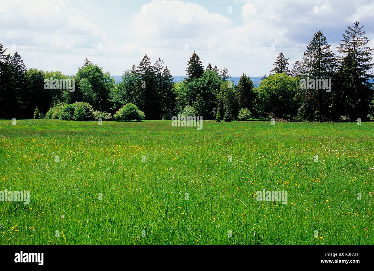 Pré vert en face d'arbres Banque D'Images