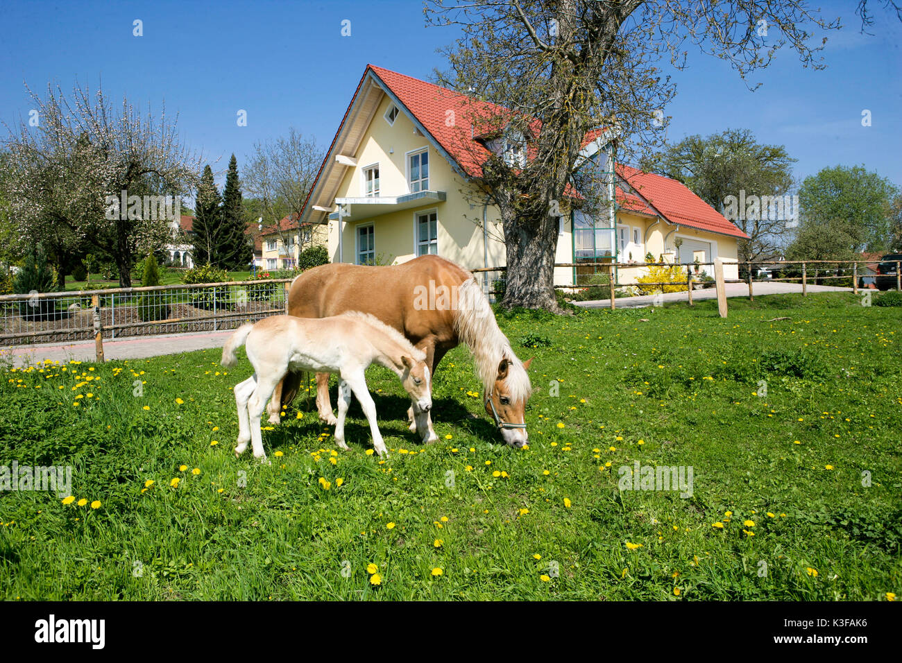 Près de chevaux poulain sur un pâturage en face d'une maison individuelle Banque D'Images