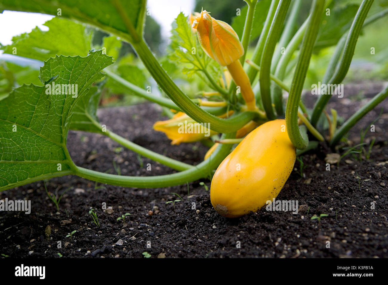 Fleur de courgette courgette jaune et dans un lit de légumes Banque D'Images
