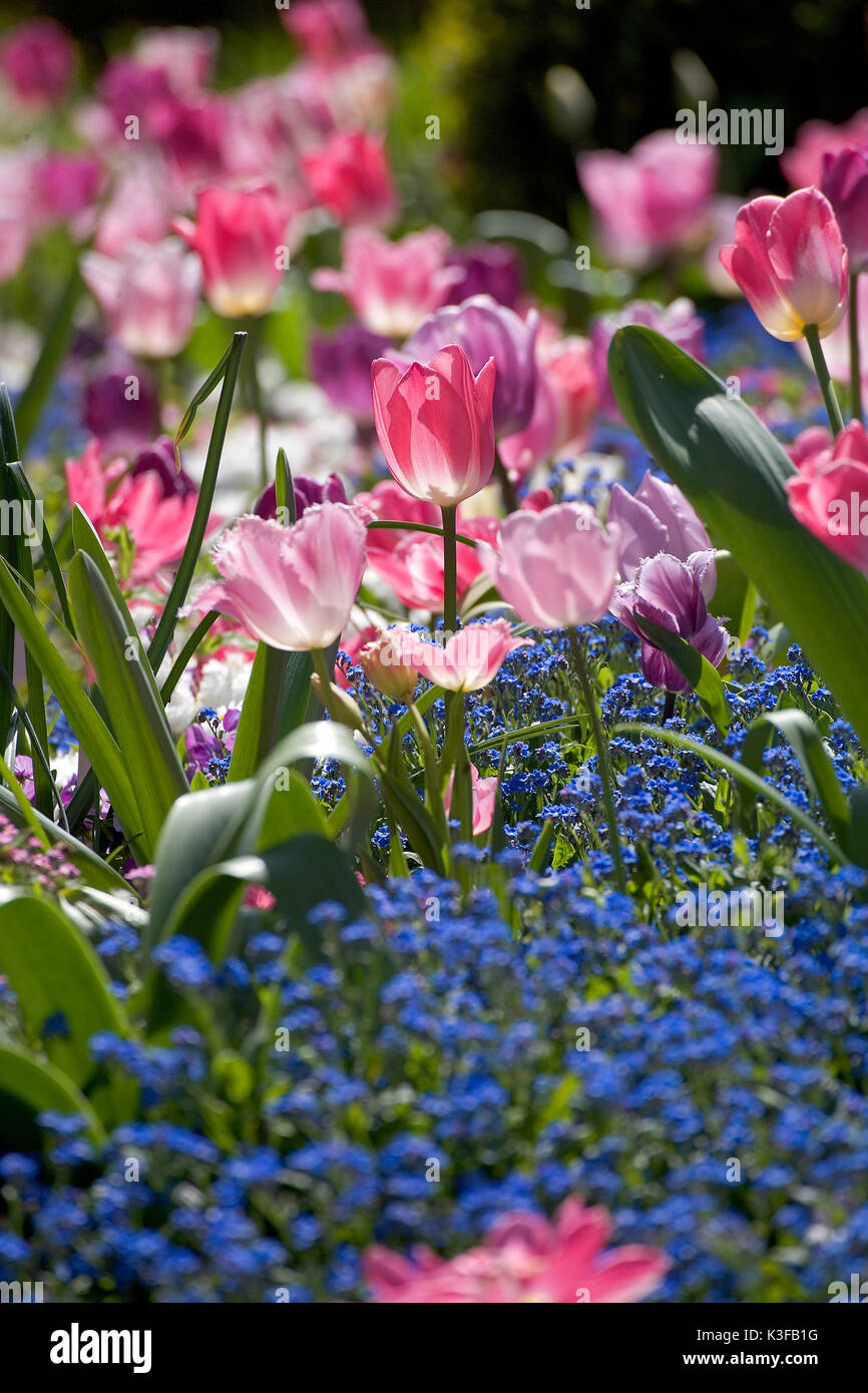 Tulipes fleurs en rose et violet Banque D'Images