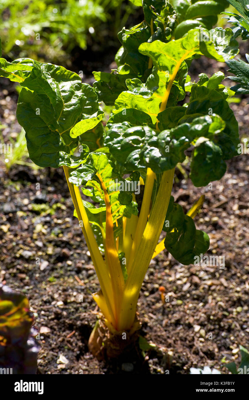 Mangold jaune dans un lit de légumes Banque D'Images