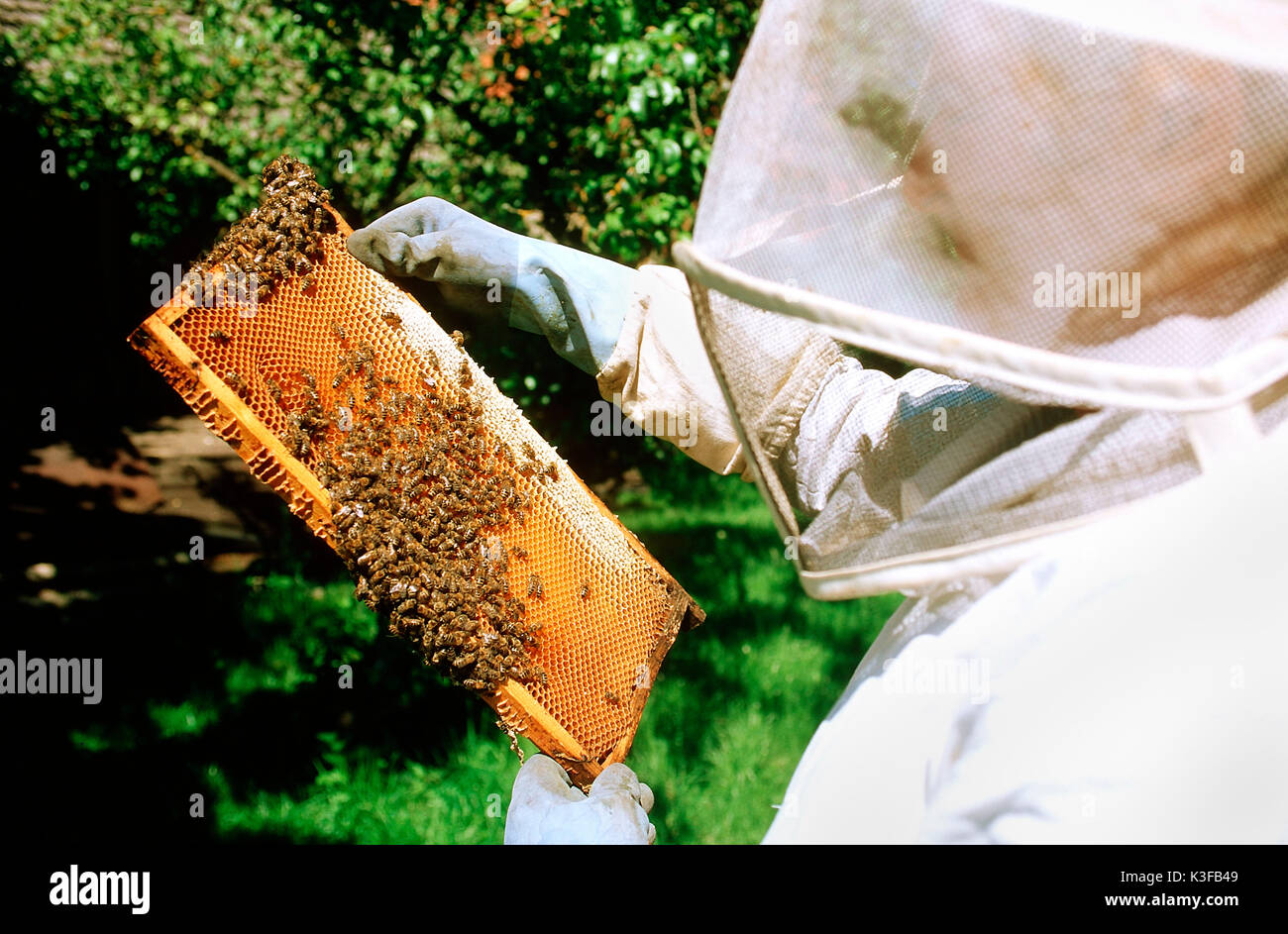 Nid d'apiculteur fermer Banque D'Images