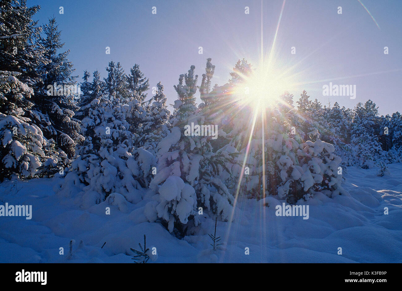Arbres enneigés au soleil d'hiver Banque D'Images